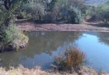 AfriCam, la première réserve naturelle… virtuelle Vue d'une webcam