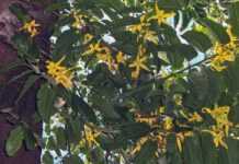 Ylang-Ylang, jolie fleur des Comores
