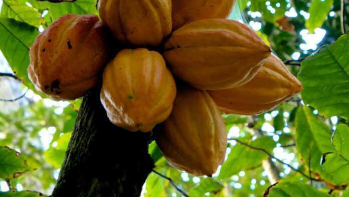 Cacao