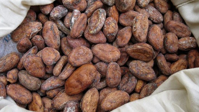 Fèves de cacao