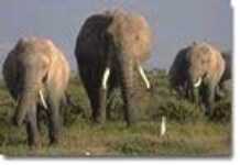 A la découverte des trésors du Gabon A la découverte des trésors du Gabon