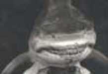 Les requins, en voie d’extermination sur les côtes congolaises Les requins, en voie d’extermination sur les côtes congolaises