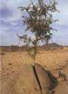 arton3125