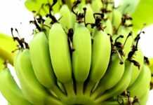 Top 5 des producteurs de bananes douces en Afrique : la course à l’export s’intensifie