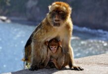 SOS-Magots singe magot