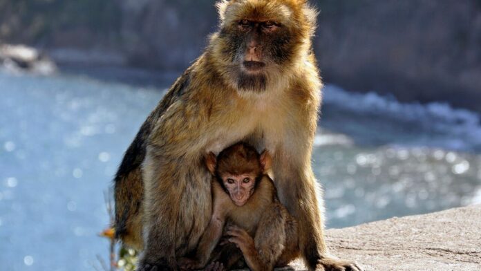 singe magot singe magot