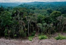 La déforestation au-dessus des lois déforestation