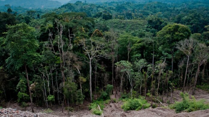 déforestation déforestation