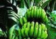 La nouvelle santé de l’agriculture rwandaise La nouvelle santé de l’agriculture rwandaise