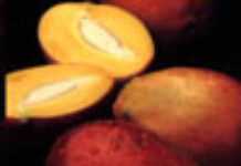 La mangue s’exporte bien
