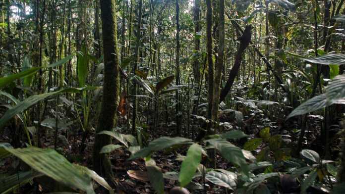 Forêt du Mont Mimongo, Gabon © Mleal001