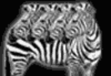 Le zèbre et le comédien Le zèbre et le comédien