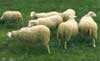 arton4587
