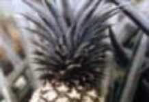 L’ananas béninois a la pêche L’ananas béninois a la pêche