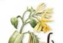 La vanille malgache salée La vanille malgache salée