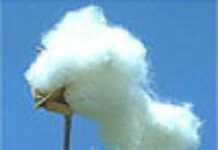 Les producteurs de coton en colère Les producteurs de coton en colère