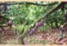 Le coup d’Etat enflamme le cacao Le coup d’Etat enflamme le cacao