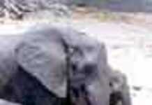 Le oui au commerce de l’ivoire africain Le oui au commerce de l’ivoire africain