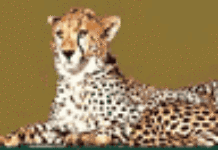 L’Afrique d’André L’Afrique d’André