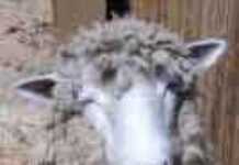 Chute du prix du mouton au Burkina Chute du prix du mouton au Burkina