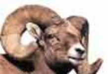 Les combats de moutons de l’Aïd El Kébir Les combats de moutons de l’Aïd El Kébir