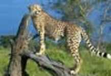 Au coeur de l’Afrique sauvage Au coeur de l’Afrique sauvage