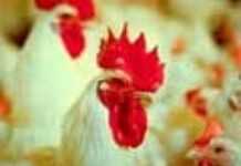 Coup de chaud sur la volaille Coup de chaud sur la volaille