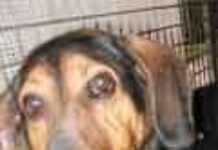 Manger du chien n’est plus tabou
