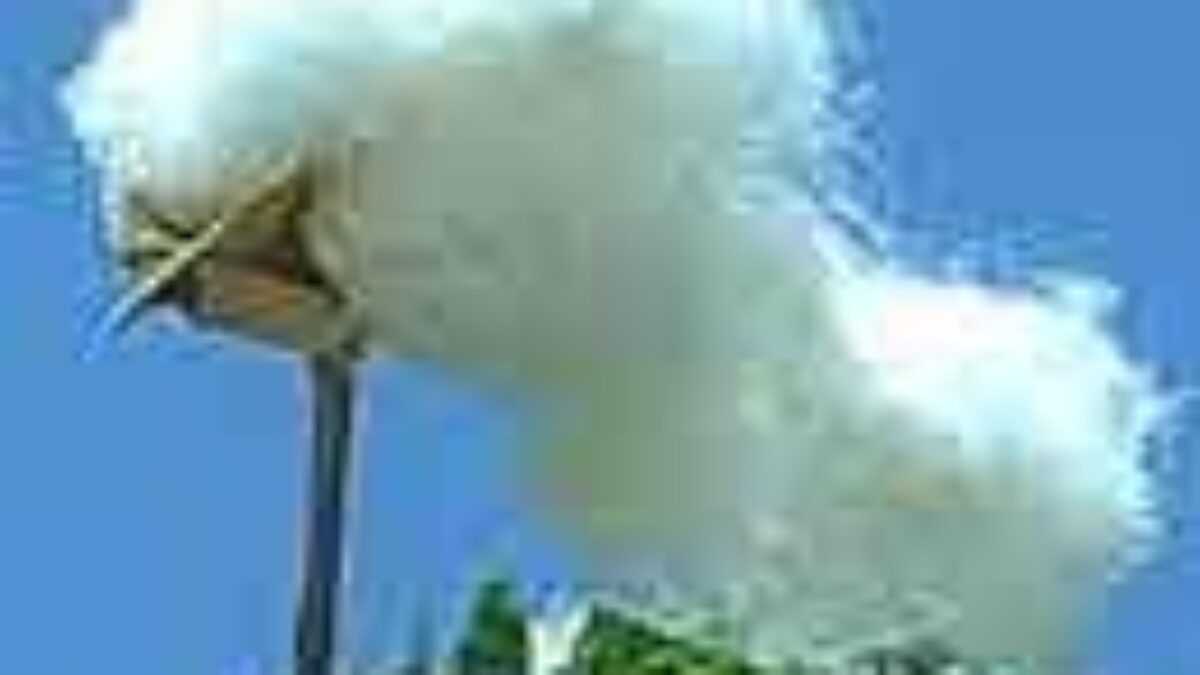 La culture du coton relancée en Algérie