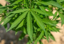 Réunion : 50 kg de résine de cannabis dissimulés dans des véhicules neufs en provenance du Maroc Cannabis