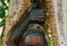 La sorcellerie : une réalité africaine La sorcellerie : une réalité africaine