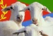 Fin du calvaire pour les « moutons maudits »