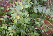 khat par khat : des cultures rentables qui remplacent le café feuilles de khat