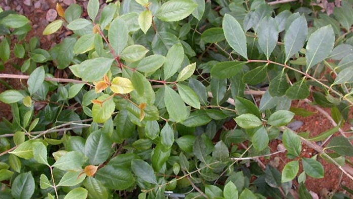 feuilles de khat