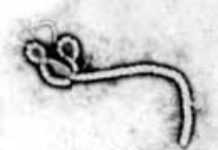 « L’Ebola » frappe le Soudan « L’Ebola » frappe le Soudan