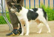 Un chien de l'Atlas, ou Aïdi