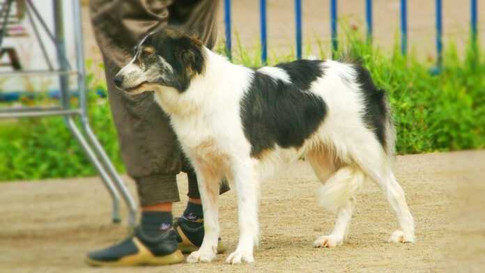 Un chien de l'Atlas, ou Aïdi