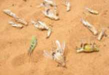 Lutte anti-acridienne en Afrique : Cette aide qui arrive à contretemps… Lutte anti-acridienne en Afrique : Cette aide qui arrive à contretemps…