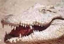 Gustave : le crocodile tueur du Burundi