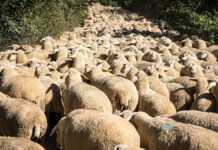 Un troupeau de moutons