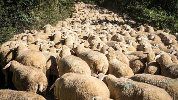 Un troupeau de moutons