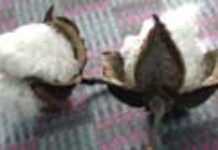 Le coton burkinabè à l’heure de la culture transgénique ? Le coton burkinabè à l’heure de la culture transgénique ?