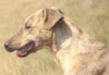 Cameroun : Yaoundé fait la chasse aux chiens errants