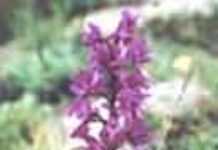 Au coeur des sous-bois algériens Au coeur des sous-bois algériens