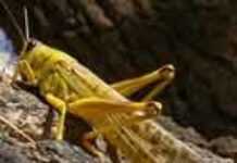 Burkina Faso : mettre le criquet hors d’état d’affamer Burkina Faso : mettre le criquet hors d’état d’affamer