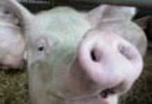 France : du  porc dans des produits certifiés hallal