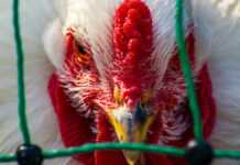 Cameroun : la grippe aviaire détectée dans le Nord Grippe aviaire (illustration)