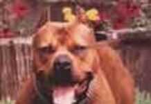 Les jeunes Marocains accrocs aux pitbulls Les jeunes Marocains accrocs aux pitbulls