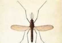 Le DDT de nouveau utilisé contre le paludisme Le DDT de nouveau utilisé contre le paludisme