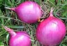 L’oignon nigérien veut être certifié L’oignon nigérien veut être certifié